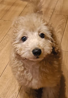 プー
